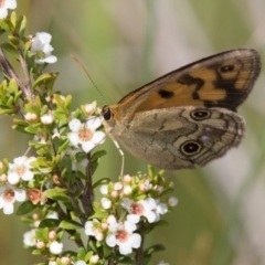 Heteronympha cordace at Paddys River, ACT - 12 Jan 2019 09:30 AM