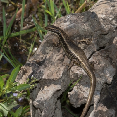 Eulamprus heatwolei (Yellow-bellied Water Skink) at Paddys River, ACT - 12 Jan 2019 by RFYank