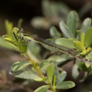 Ischnura aurora at Paddys River, ACT - 12 Jan 2019