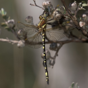 Synthemis eustalacta at Paddys River, ACT - 12 Jan 2019