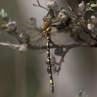 Synthemis eustalacta (Swamp Tigertail) at Namadgi National Park - 11 Jan 2019 by RFYank