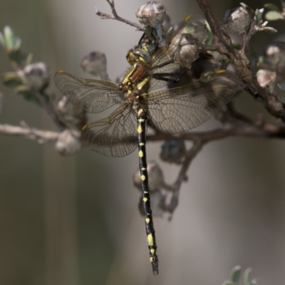 Synthemis eustalacta (Swamp Tigertail) at Paddys River, ACT - 11 Jan 2019 by RFYank