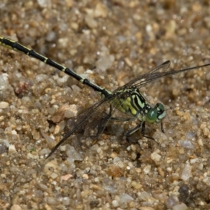 Austrogomphus guerini at Paddys River, ACT - 12 Jan 2019 10:46 AM