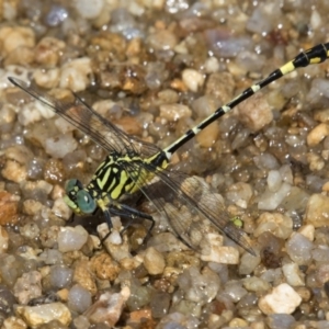 Austrogomphus cornutus at Paddys River, ACT - 12 Jan 2019