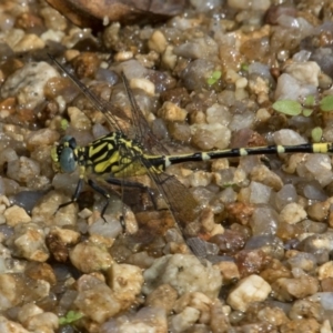 Austrogomphus cornutus at Paddys River, ACT - 12 Jan 2019