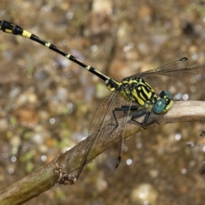 Austrogomphus cornutus at Paddys River, ACT - 12 Jan 2019