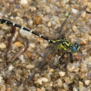 Hemigomphus heteroclytus at Paddys River, ACT - 12 Jan 2019