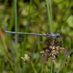 Griseargiolestes intermedius (Alpine Flatwing) at Paddys River, ACT - 12 Jan 2019 by RFYank