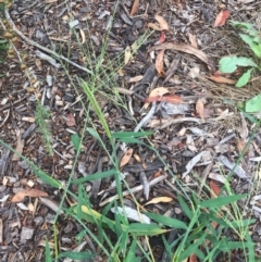 Digitaria sanguinalis (Summer Grass) at Hughes Garran Woodland - 23 Jan 2019 by ruthkerruish