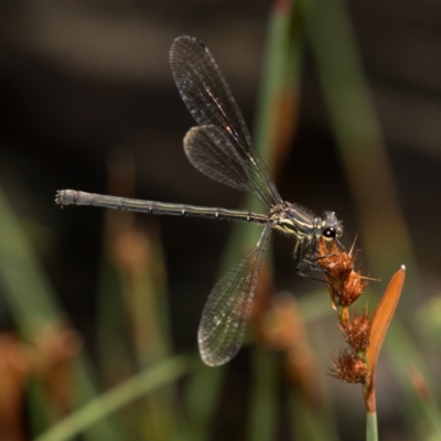 Austroargiolestes calcaris (Powdered Flatwing) at Paddys River, ACT - 11 Jan 2019 by RFYank