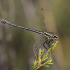 Austroargiolestes calcaris (Powdered Flatwing) at Paddys River, ACT - 12 Jan 2019 by RFYank