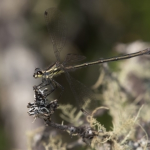 Austroargiolestes calcaris at Paddys River, ACT - 12 Jan 2019 09:43 AM