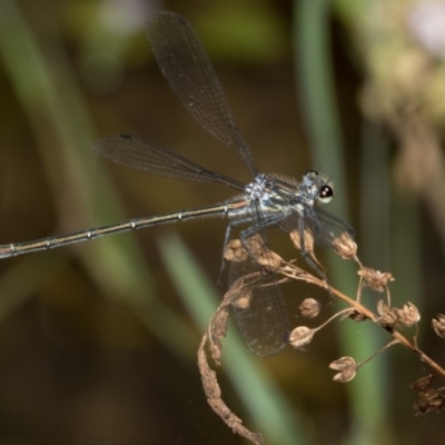 Austroargiolestes icteromelas (Common Flatwing) at Paddys River, ACT - 12 Jan 2019 by RFYank