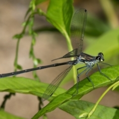 Austroargiolestes icteromelas (Common Flatwing) at Paddys River, ACT - 12 Jan 2019 by RFYank