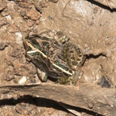 Limnodynastes tasmaniensis (Spotted Grass Frog) at Majura, ACT - 23 Jan 2019 by jb2602