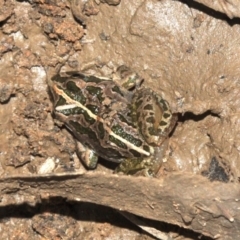Limnodynastes tasmaniensis (Spotted Grass Frog) at Mount Ainslie - 23 Jan 2019 by jb2602