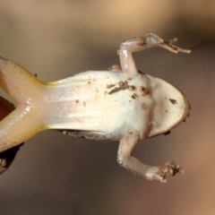 Limnodynastes tasmaniensis at Majura, ACT - 23 Jan 2019 04:25 PM