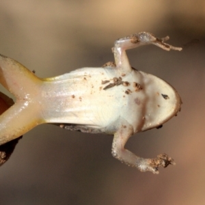 Limnodynastes tasmaniensis at Majura, ACT - 23 Jan 2019 04:25 PM