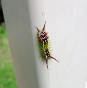 Doratifera quadriguttata at Morton, NSW - 7 Jan 2019 04:08 PM