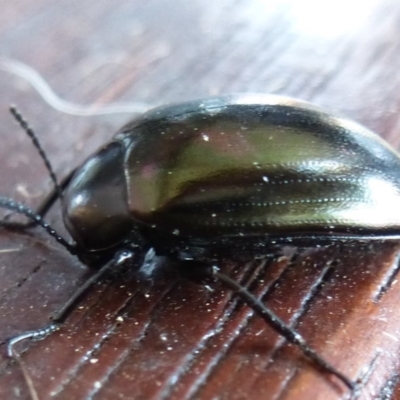 Chalcopteroides spectabilis (Rainbow darkling beetle) at Wanniassa, ACT - 24 Jan 2019 by jks