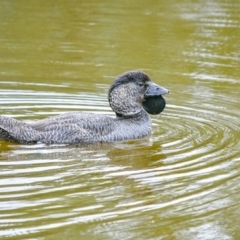 Biziura lobata (Musk Duck) at Tidbinbilla Nature Reserve - 23 Jan 2019 by frostydog