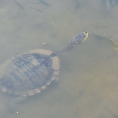 Chelodina longicollis (Eastern Long-necked Turtle) at Paddys River, ACT - 24 Jan 2019 by frostydog