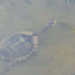 Chelodina longicollis (Eastern Long-necked Turtle) at Paddys River, ACT - 23 Jan 2019 by frostydog