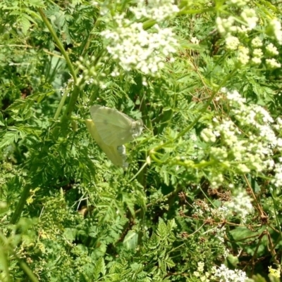 Pieris rapae (Cabbage White) at Namadgi National Park - 24 Jan 2019 by KMcCue