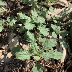 Dysphania pumilio (Small Crumbweed) at Fowles St. Woodland, Weston - 24 Jan 2019 by AliceH