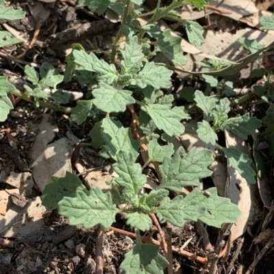 Dysphania pumilio (Small Crumbweed) at Fowles St. Woodland, Weston - 24 Jan 2019 by AliceH