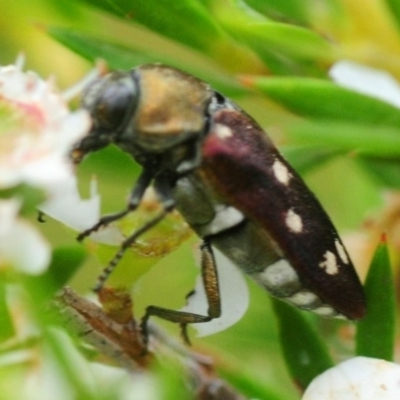 Pachycisseis bicolor (Jewel beetle) at Tianjara, NSW - 20 Jan 2019 by Harrisi