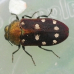 Pachycisseis bicolor at Tianjara, NSW - 20 Jan 2019 10:51 AM