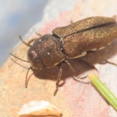 Dinocephalia sp. (genus) (A Jewel Beetle) at QPRC LGA - 23 Jan 2019 by Harrisi