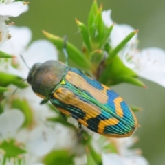 Castiarina tricolor (Jewel beetle) at Tianjara, NSW - 19 Jan 2019 by Harrisi