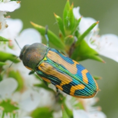 Castiarina tricolor (Jewel beetle) at Tianjara, NSW - 19 Jan 2019 by Harrisi
