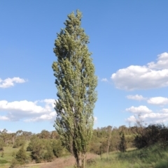 Populus nigra (Lombardy Poplar) at Bullen Range - 9 Jan 2019 by michaelb