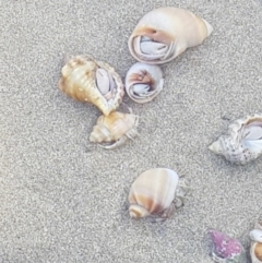 Unidentified Hermit Crab at Denhams Beach, NSW - 27 Dec 2018 by Suemeade