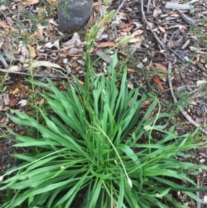 Plantago lanceolata at Garran, ACT - 24 Jan 2019