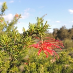 Grevillea juniperina (Grevillea) at Tuggeranong, ACT - 18 Dec 2018 by MichaelBedingfield