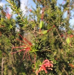 Grevillea juniperina at Tuggeranong, ACT - 18 Dec 2018 07:46 PM