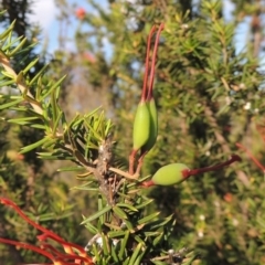 Grevillea juniperina at Tuggeranong, ACT - 18 Dec 2018 07:46 PM