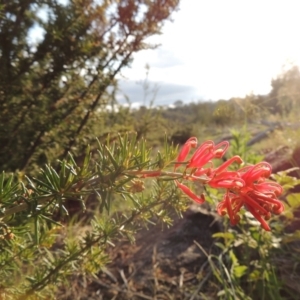 Grevillea juniperina at Tuggeranong, ACT - 18 Dec 2018 07:46 PM