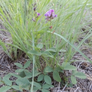 Glycine tabacina at Greenway, ACT - 9 Jan 2019 07:08 PM