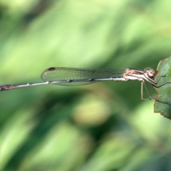 Austrolestes analis (Slender Ringtail) at Ainslie, ACT - 25 Jan 2019 by jb2602