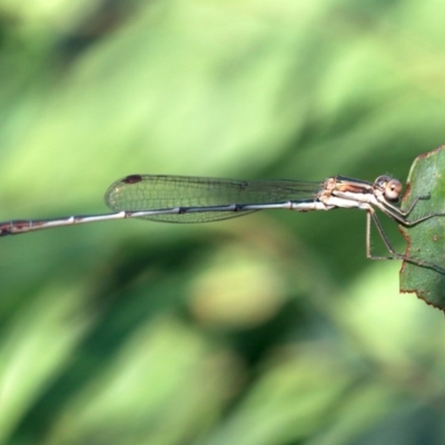 Austrolestes analis (Slender Ringtail) at Ainslie, ACT - 24 Jan 2019 by jbromilow50