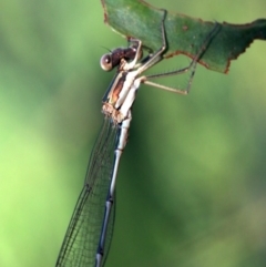 Austrolestes analis at Ainslie, ACT - 25 Jan 2019 07:10 AM