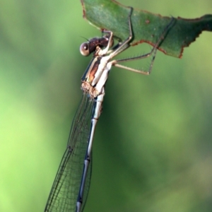 Austrolestes analis at Ainslie, ACT - 25 Jan 2019 07:10 AM