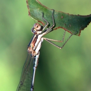 Austrolestes analis at Ainslie, ACT - 25 Jan 2019 07:10 AM