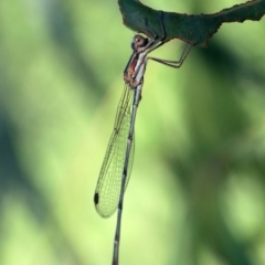 Austrolestes analis at Ainslie, ACT - 25 Jan 2019 07:10 AM