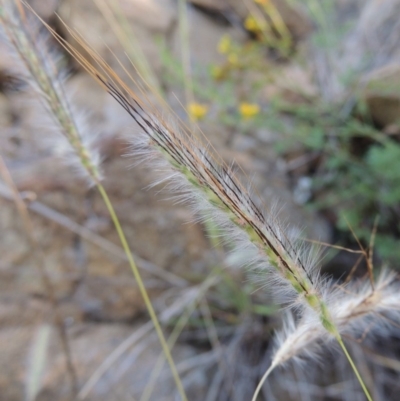 Dichanthium sericeum (Queensland Blue-grass) at Bullen Range - 9 Jan 2019 by michaelb